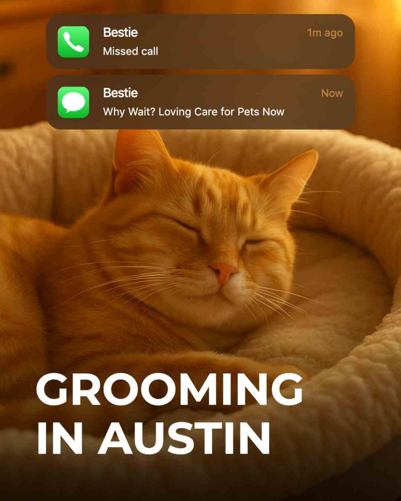 Zeely AI portraying a cat and messages 