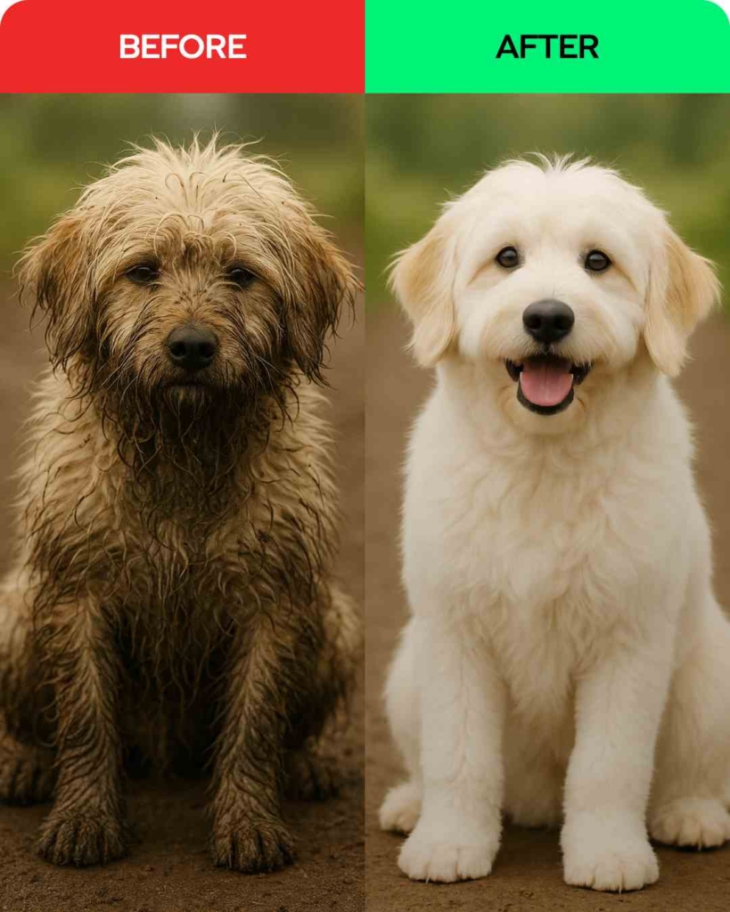 Zeely AI portraying a before and after dog after pet care