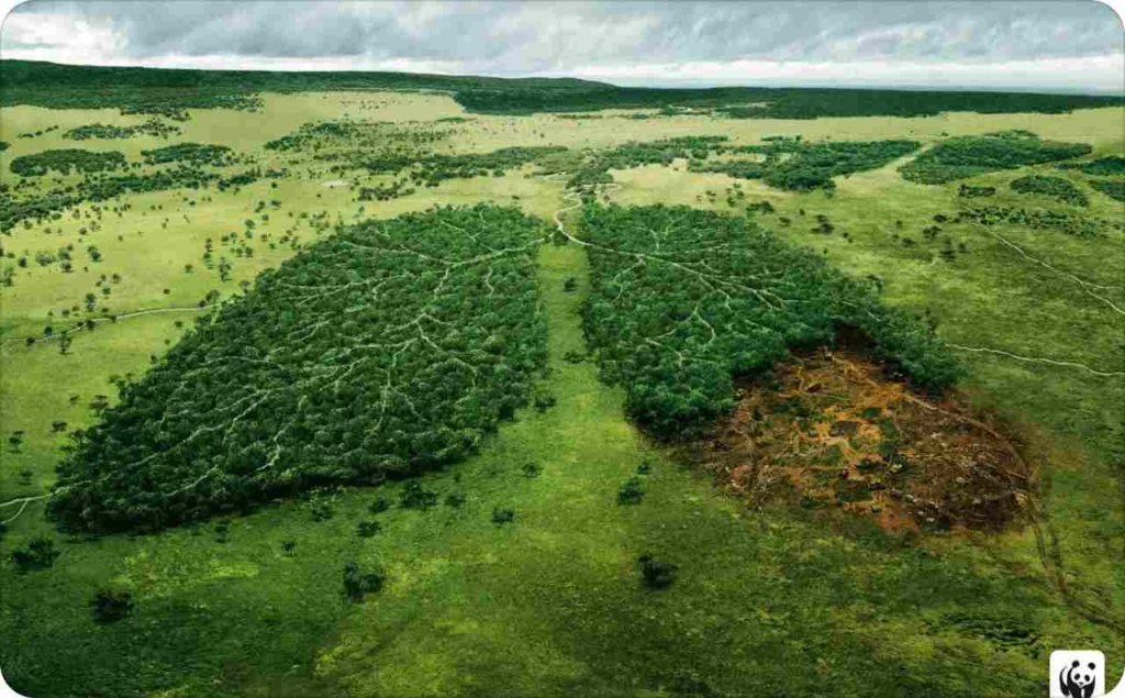 Photo of WWF “Before It’s Too Late” campaign